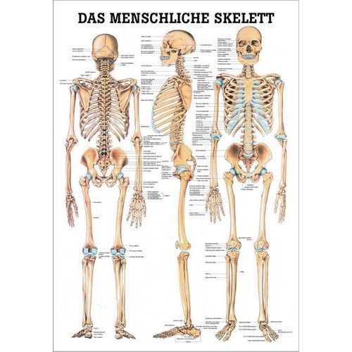 Lehrtafel Das menschliche Skelett