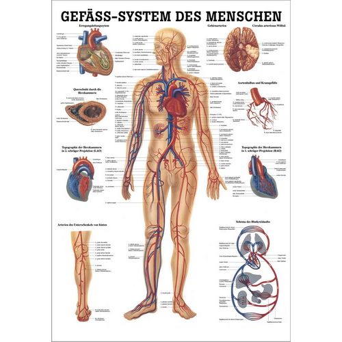 Lehrtafel Gefäss-System des Menschen