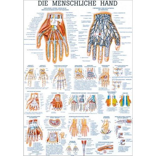 Lehrtafel Die menschliche Hand