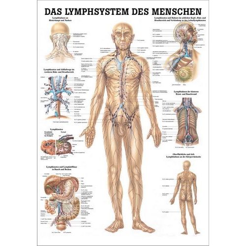 Lehrtafel Das Lymphsystem