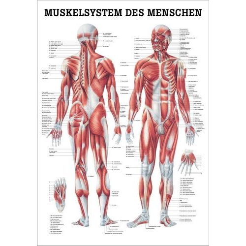 Lehrtafel Das Muskelsystem