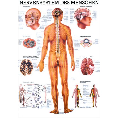 Lehrtafel Nervensystem des Menschen