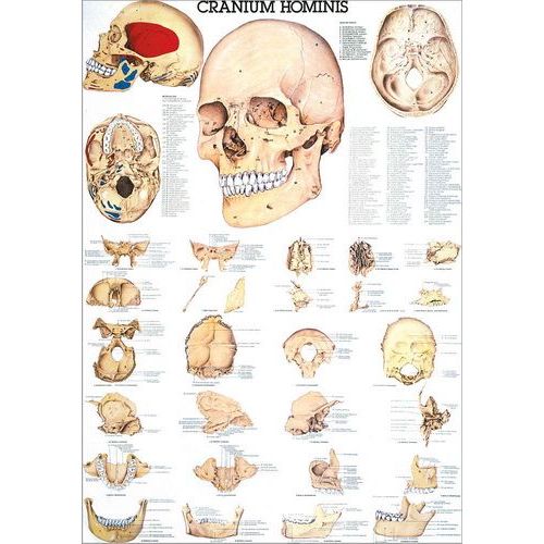 Lehrtafel Der menschliche Schädel