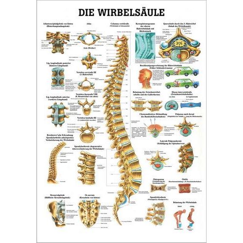 Lehrtafel Die Wirbelsäule