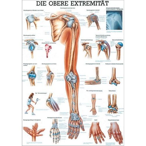 Lehrtafel Die obere Extremität