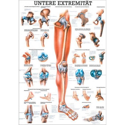 Lehrtafel Die untere Extremität